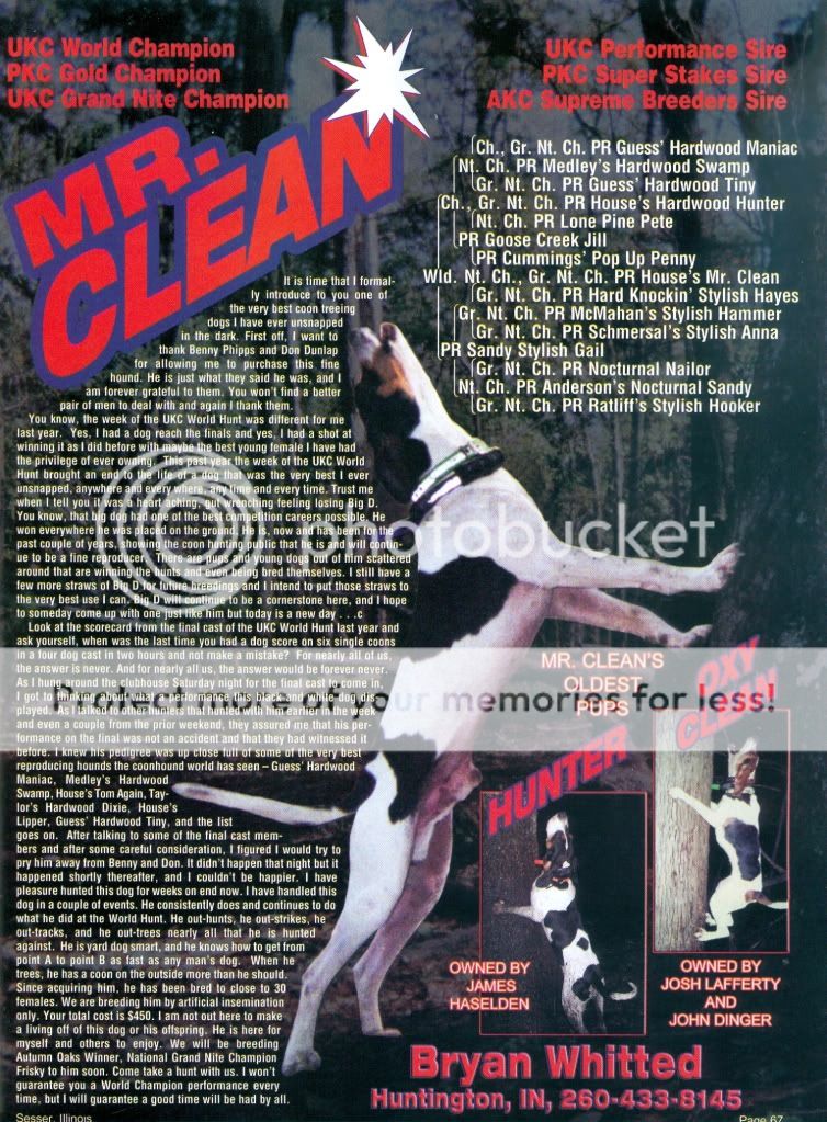 teacup yorkie near me