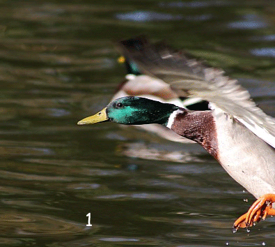 IMAGE: http://i1005.photobucket.com/albums/af171/retouch46/Forums/duck.gif