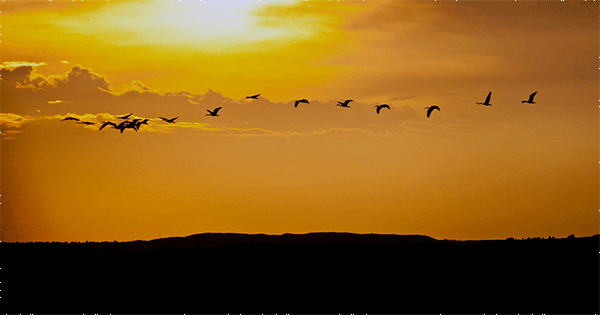 IMAGE: http://i1005.photobucket.com/albums/af171/retouch46/Forums/ducks.gif