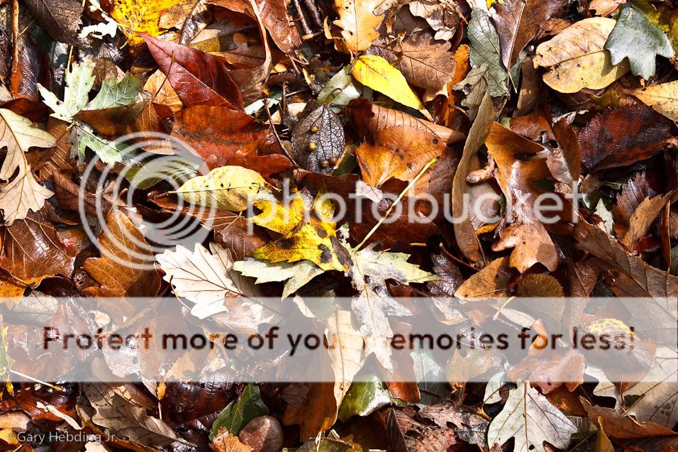 IMAGE: http://i1005.photobucket.com/albums/af175/gheb882/IMG_6062.jpg