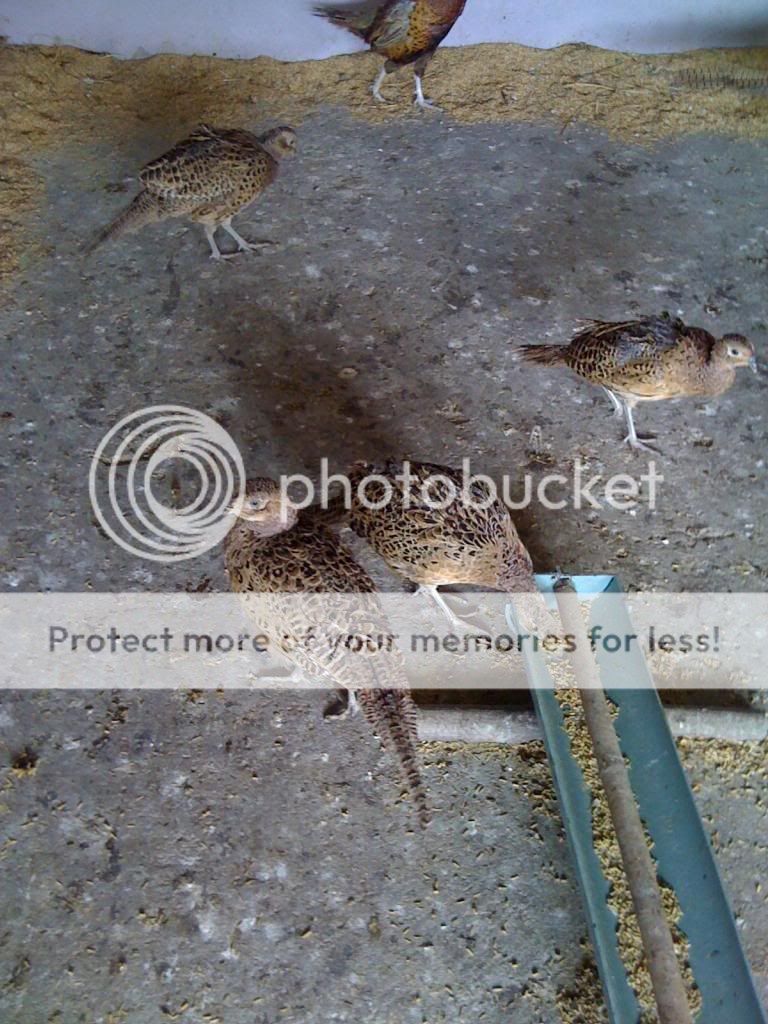IMG_0529.jpg IMG_0529.jpg
