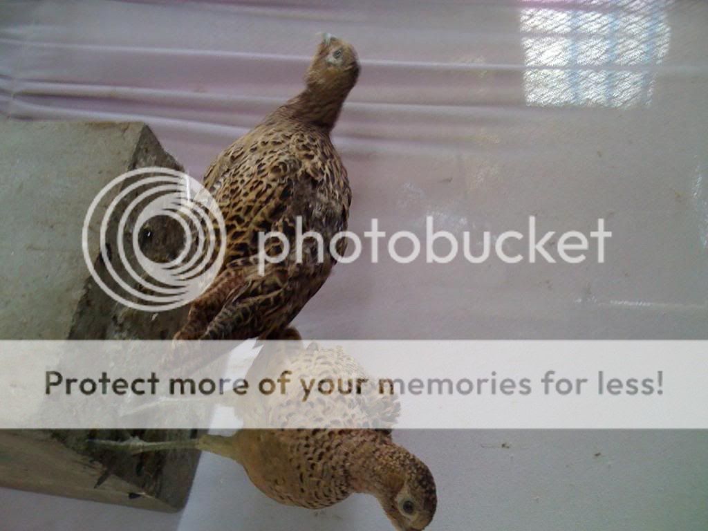 IMG_0538.jpg IMG_0538.jpg
