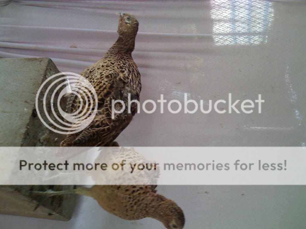IMG_0539.jpg IMG_0539.jpg