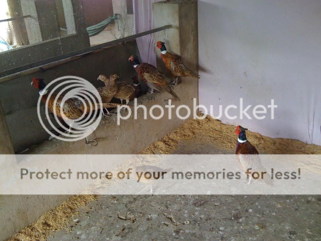 IMG_0545.jpg IMG_0545.jpg