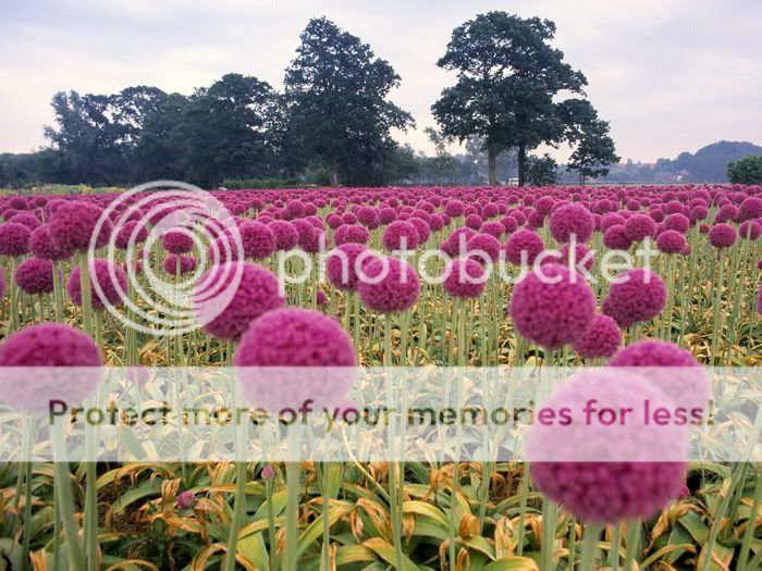 FieldofPinkOnionsWassenaarint.jpg Photo by amro101 Photobucket