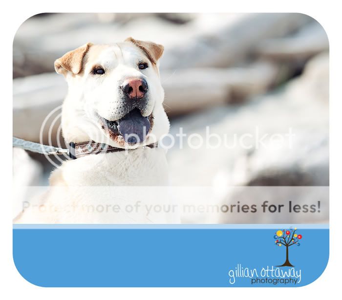 Wedding photography in Comox and Courtenay