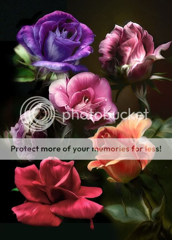 rom.1 Pictures, Images and Photos