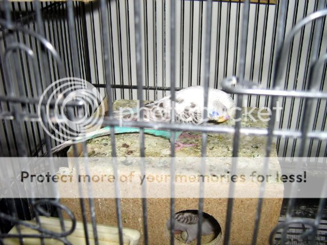 IMG_0349-1.jpg?t=1270279204