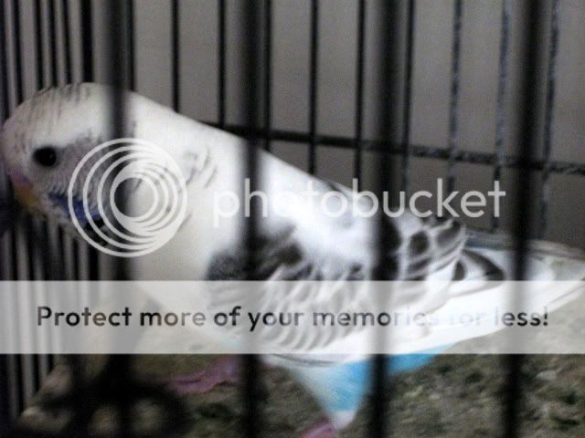 IMG_0352-1.jpg?t=1270278972