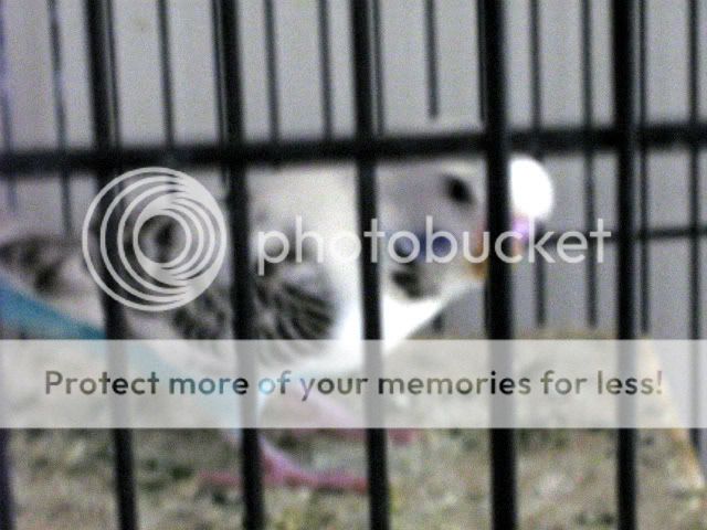 IMG_0353-1.jpg?t=1270278790