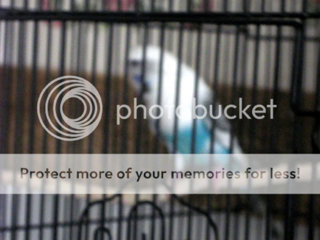 IMG_0354-1.jpg?t=1270278576