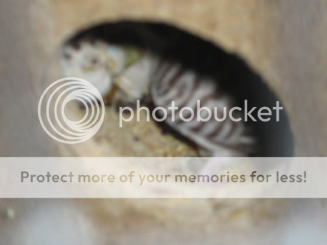 IMG_0356-1.jpg?t=1270277991